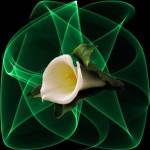 Ha fallecido el sen..