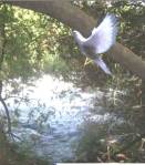 Evangelio domingo 8Ene2012 Bautismo de Jesus