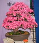 Bonsai en flor