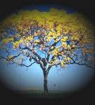 Un arbol no esta de espaldas para nadie