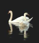 El Lago de los Cisnes