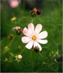 Ester, de hermosa figura