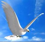 Sencillos como las palomas