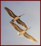 Ballet de los pajaros