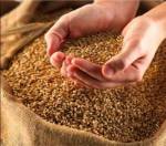 Evangelio del Domingo 11-8-2013