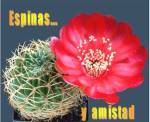 Espinas y amistad