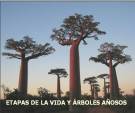 Etapas de la Vida y Arboles añosos