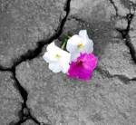 Evangelio del Domingo 3-8-2014