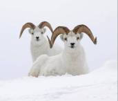 Animales de invierno