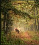 El Silencio en los bosques - belleza y reflexión