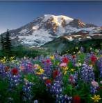 Evangelio Domingo 1-3-2015 Cuaresma 2 B