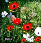 Evangelio Domingo 22 de febrero de 2015