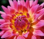 Ashikaga Flower Park - Japón