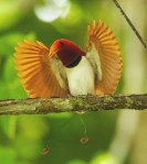 Desplegando las alas