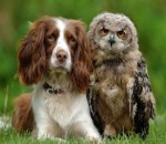 Animales tolerantes y tiernos