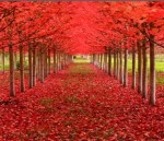 Arboles maravillosos