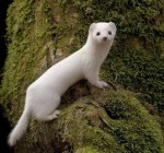 Origenes de los animales