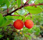 evangelio-del-domingo-29-de-enero-de-2017